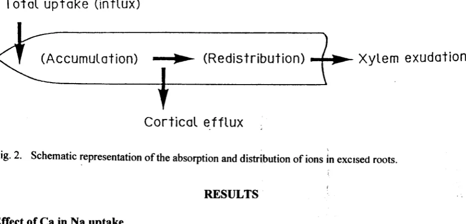 Fig. 2. Schematic representation 