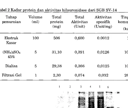 Tabel 2 Kadar protein dan aktivitas hilauronidase dari SGB SV-14 