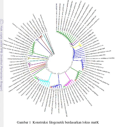Gambar 1  Konstruksi filogenetik berdasarkan lokus matK 