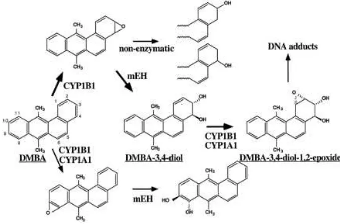 Gambar 3. Jalur metabolisme DMBA (Miyata et al., 1999)