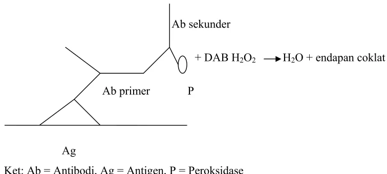 Gambar 1.   Prinsip teknik  imunohistokimia dengan metode Polymer Peroxidase (sumber 