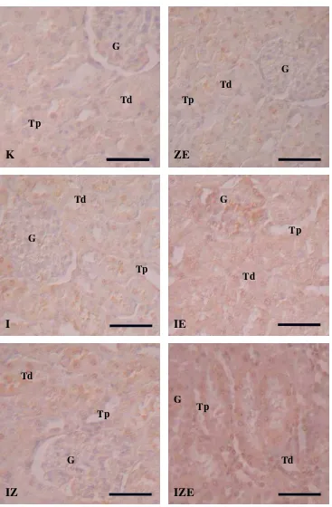 Gambar 2. Fotomikrograf jaringan ginjal tikus perlakuan. Pewarnaan Imunohistokimia.    G : Glomerulus, Tp : Tubuli Proksimalis, Td : Tubuli distalis