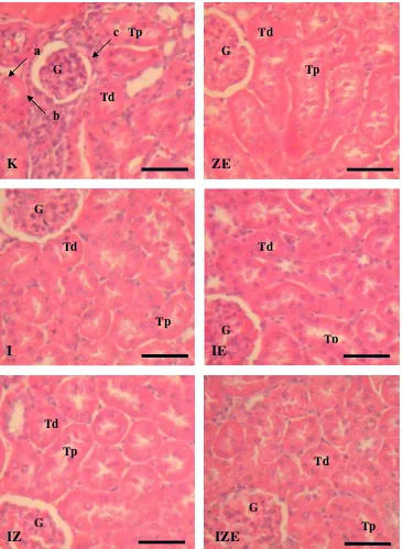 Gambar 4.  Fotomikrograf jaringan tikus perlakuan. Pewarnaan HE. G : Glomerulus, Tp Tubuli proksimalis, Td : tubuli distalis, a : degenerasi sel, b : nekrosa sel, c : infiltrasi sel radang