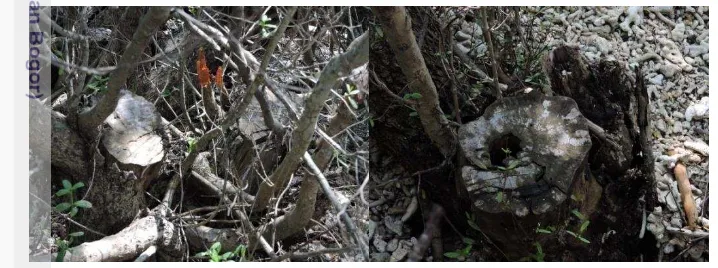 Gambar 5  Tunggak bekas pencurian kayu santegi (Phemphis accidula) 