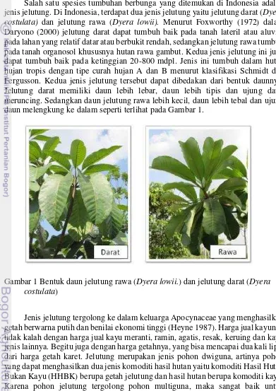 Gambar 1 Bentuk daun jelutung rawa (Dyera lowii.) dan jelutung darat (Dyera 