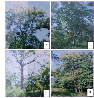 Gambar 2 Deskripsi tegakan jati Ambon pada dua lokasi (a, b) lokasi Banda  dengan umur tegakan 50 tahun, (c, d) lokasi Salahutu dengan umur tegakan 30 tahun
