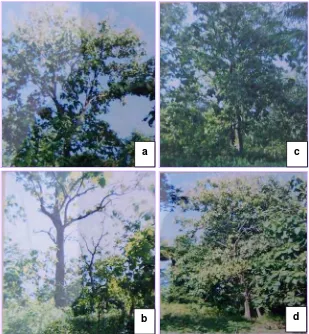 Gambar 2 Deskripsi tegakan jati Ambon pada dua lokasi (a, b) lokasi Banda dengan umur tegakan 50 tahun, (c, d) lokasi Salahutu dengan umur tegakan 30 tahun