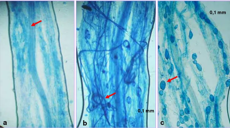 Gambar 23 Infeksi FMA pada semai jati Ambon umur 12 minggu setelah tanam (a = akar yang tidak terinfeksi, b = Hifa internal, c = Vesikula) pembesaran 100x
