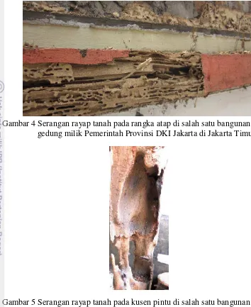 Gambar 5 Serangan rayap tanah pada kusen pintu di salah satu bangunan 