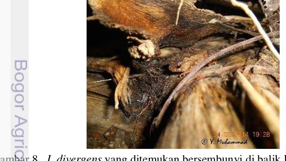Gambar 8   I. divergens yang ditemukan bersembunyi di balik kulit kayu sisa 