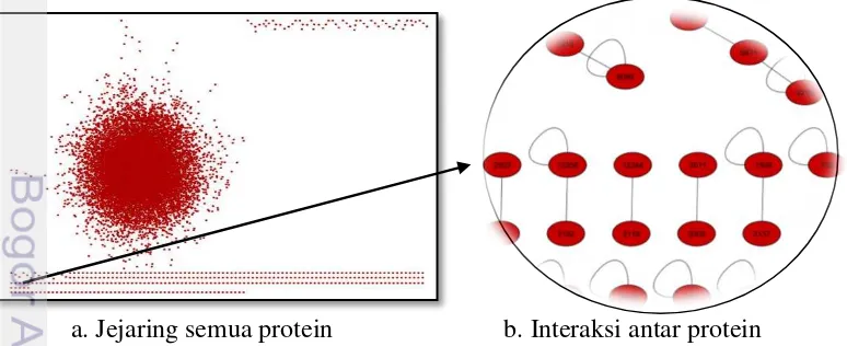 Gambar 9. Jejaring interaksi antar protein target 