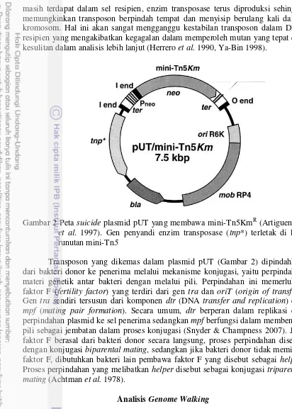 Gambar 2 Peta suicide plasmid pUT yang membawa mini-Tn5KmR (Artiguenave 