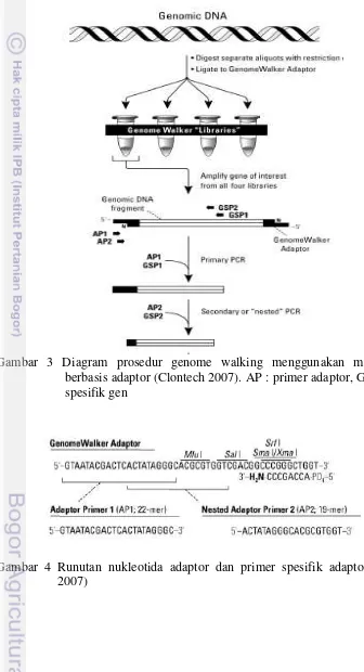 Gambar 3 Diagram prosedur genome walking menggunakan metode PCR 