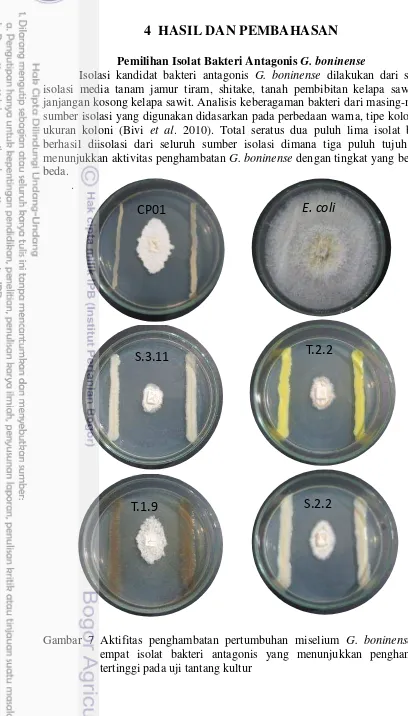 Gambar 7 Aktifitas penghambatan pertumbuhan miselium G. boninense oleh 