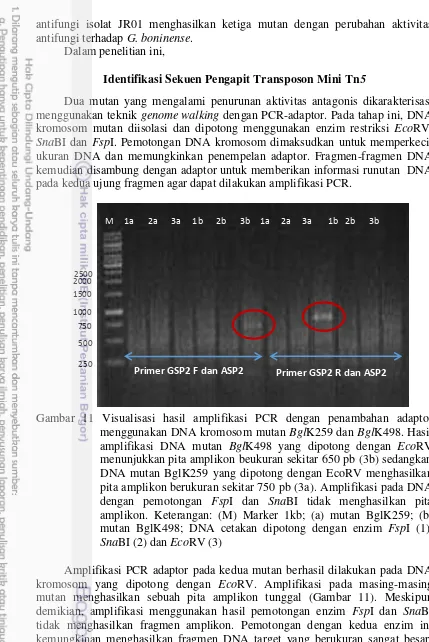 Gambar 11 Visualisasi hasil amplifikasi PCR dengan penambahan adaptor 