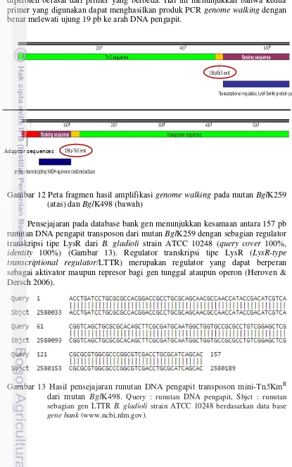 Gambar 12 Peta fragmen hasil amplifikasi genome walking pada mutan BglK259 