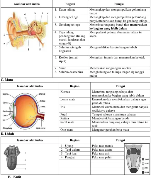 Gambar alat indra 