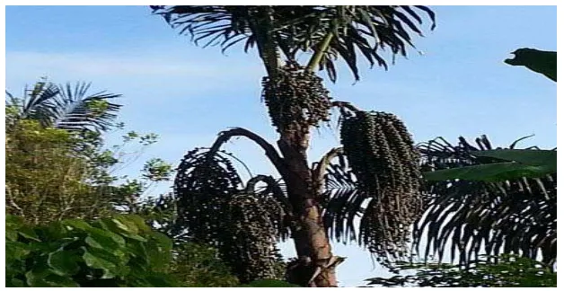 Gambar 2.1. Pohon Nira 