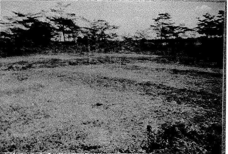 Gambar 7. Kondisi Areal Tanah Penelitian 