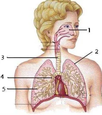 gambar itu adalah sistem pernapasan,kelainan pada no.1.sinusitis, no.2.pleura (pleuritis),        no.4.bronchus (bronchitis) dan no.5.alveolus 