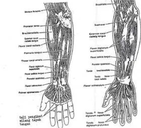 Gambar 9. Otot-otot lengan atas 