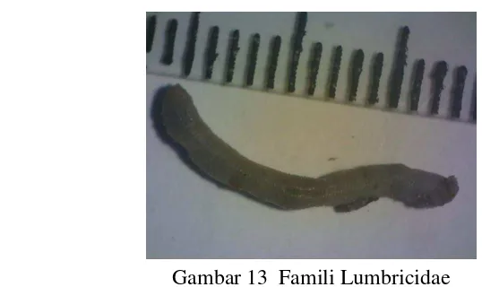 Gambar 13  Famili Lumbricidae 