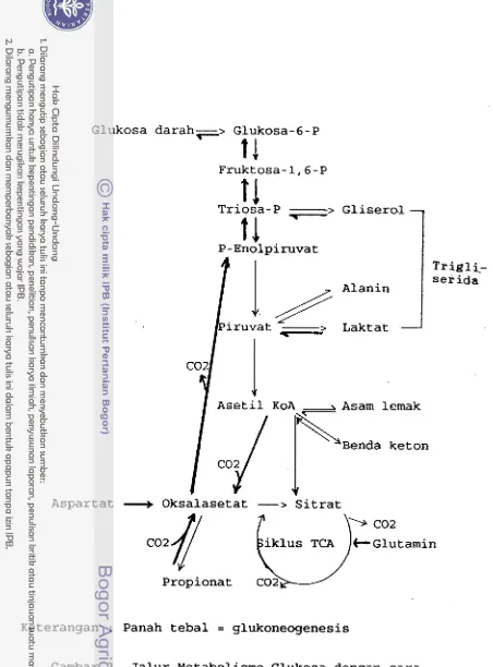 Gambar 3. Jalur Metabolisme Glukosa dengan cara 