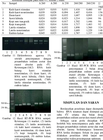 Tabel 4 Hasil pengukuran konsentrasi RNA yang ditambah sodium asetat dan etanol absolutkemudian disimpan pada suhu 40C selama 2 bulan