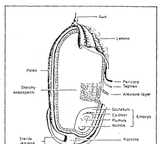 Gambar 1. Struktur butiran pacli (Grist, 1959) 