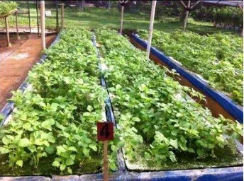 Gambar 5 Lahan Semai Sayuran Hidroponik  Greenhouse  