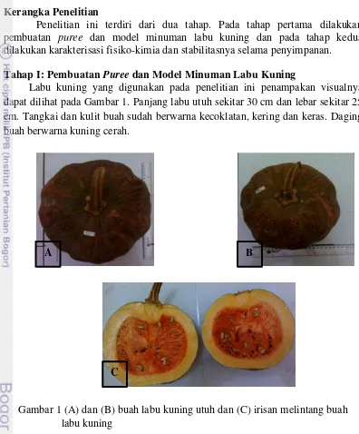 Gambar 1 (A) dan (B) buah labu kuning utuh dan (C) irisan melintang buah  