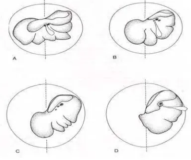 Gambar i Posisi hati di ruang abdomen beberapa hewan: Anjing (A), Babi (B),Kuda (C) dan Sapi (D)