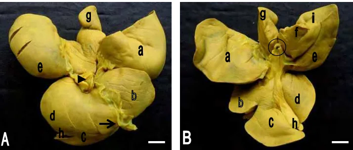 Gambar 2  Morfologi hati trenggiling (M. javanica) secara makroskopis berbentuk semilunar dengan permukaan diagfragmatika yang sangat cembung (A) dan permukaan visceralis yang sangat cekung (B)