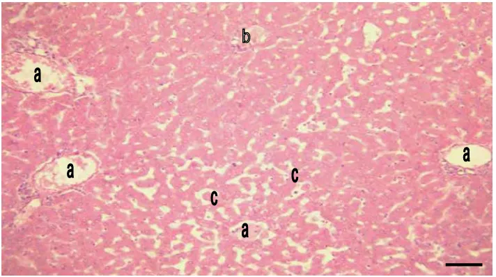 Gambar 3  Gambaran mikroskopis lobulasi hati M. javanica. a. Vena sentralis; b. Daerah trias hepatica terletak diantara tiga vena sentralis; c