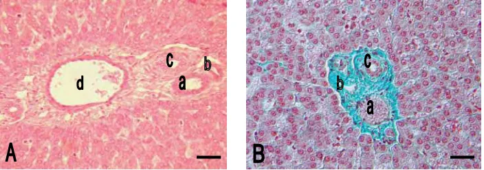 Gambar 4  Gambaran mikroskopis hati M. javanica. a. Vena sentralis; b. Sinusoid; c. Hepatosit dengan inti 1-2 buah; d