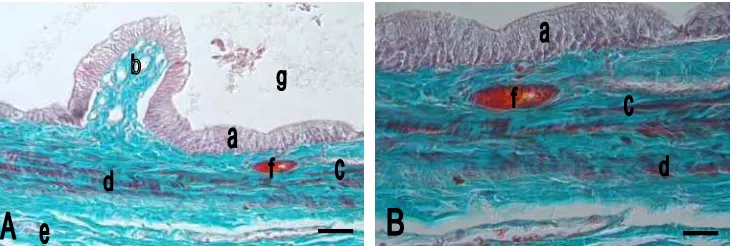 Gambar 6  Gambaran mikroskopis hati M. javanica. a. Hepatosit; b. Inti hepatosit; butir-butir sitoplasma yang bereaksi positif terhadap pewarnaan PAS dengan mengambil warna merah keunguan (anak panah)