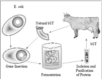 Gambar 2 Produksi bST (bovine SomatotropinSumber : Biotech 2003 )  