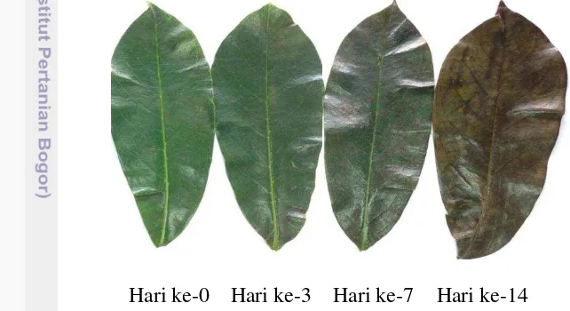 Gambar 3 Penampakan daun sirsak yang disimpan pada suhu rendah (4-8oC) 