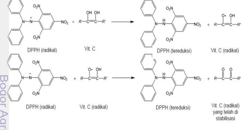 Gambar 7  Reaksi antara DPPH dan asam askorbat yang terkonjugasi (Nishizawa   