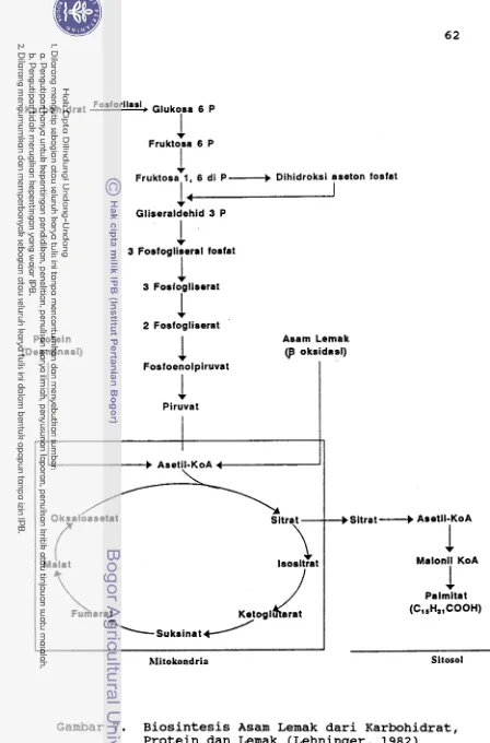 Gambar 7. Biosintesis Asam Lemak dari Karbohidrat, 