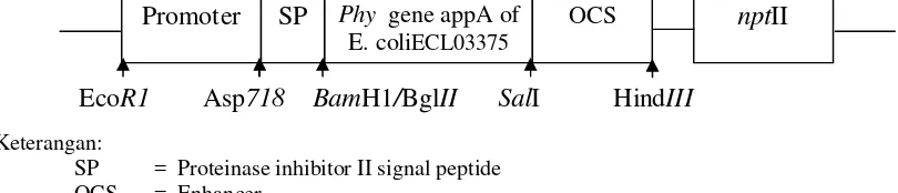 Gambar 1.  Konstruksi gene cassette pBinPI-IIEC (Santosa et al., 2005) 