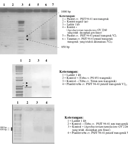 Gambar 5.  Hasil elektroforesis PCR tebu (cv. PSJT 944-41) dengan primer spesifik EC1 dan EC3 