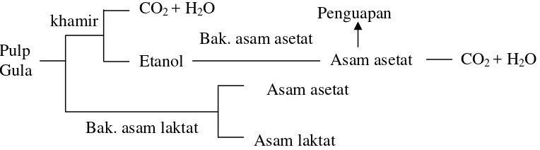 Gambar 1 Pembentukan asam asetat dan asam laktat selama fermentasi kakao (Chong et al
