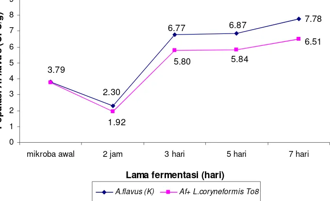 Gambar 5 Pengaruh aplikasi L. coryneformis To8 selama fermentasi biji kakao terhadap pertumbuhan A