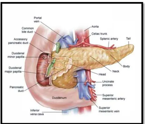 Figure 2: The structure in pancreas (Howard et al. 2010)  