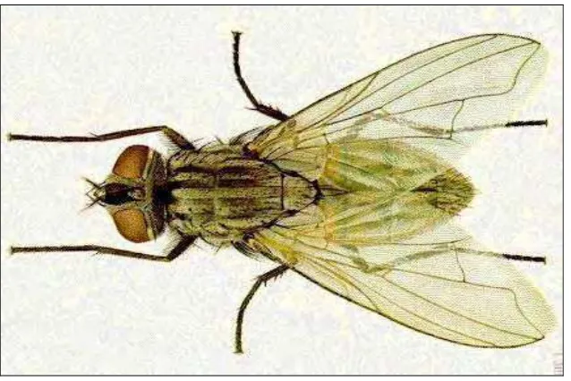 Gambar 1  Lalat Musca domestica dewasa (Steelman 2007). 