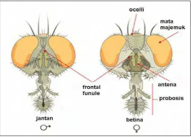 Gambar 2  Bentuk mata lalat Musca domestica jantan dan betina (Anonim 2007b). 