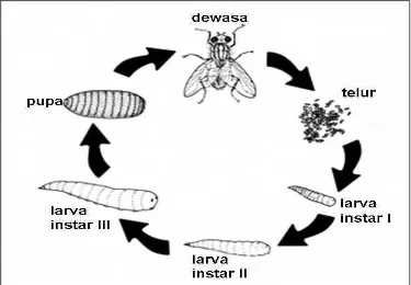 Gambar  3 Siklus hidup lalat Musca domestica (Watson, Waldron dan Rutz 1994). 