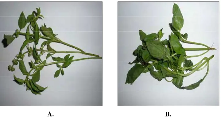 Gambar 8  Daun kemangi (Ocimum basilicum forma citratum) A. Segar B. Layu 