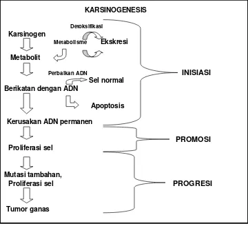 Gambar 1 Diagram alir karsinogenesis (Diadaptasi dari Tjarta 2002) 